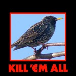 kill_em_starling